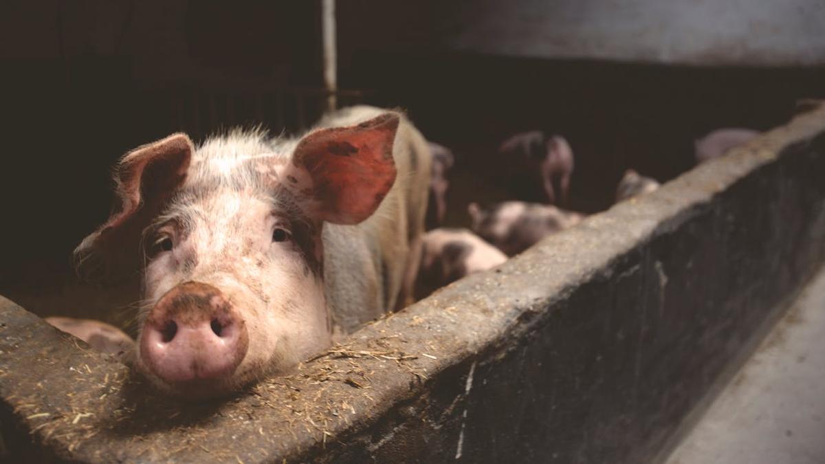 Apa Itu Pork Barrel atau Politik Gentong Babi?