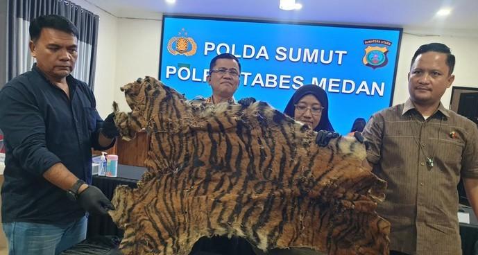 Hendak Jual Kulit Harimau Rp 15 Juta di Deli Serdang, Polisi Tangkap 2 Pria