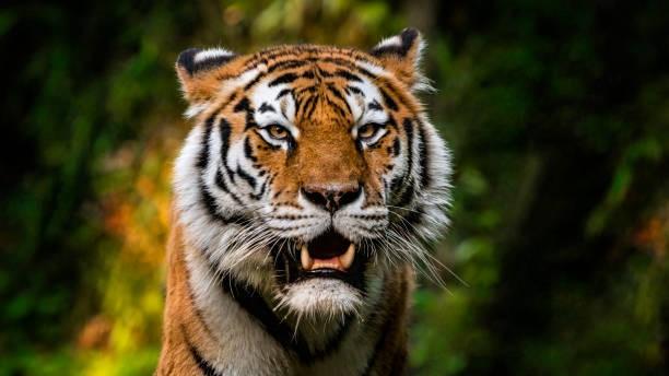 Bocah di Riau Nyaris Tewas usai Diserang Harimau saat Tidur