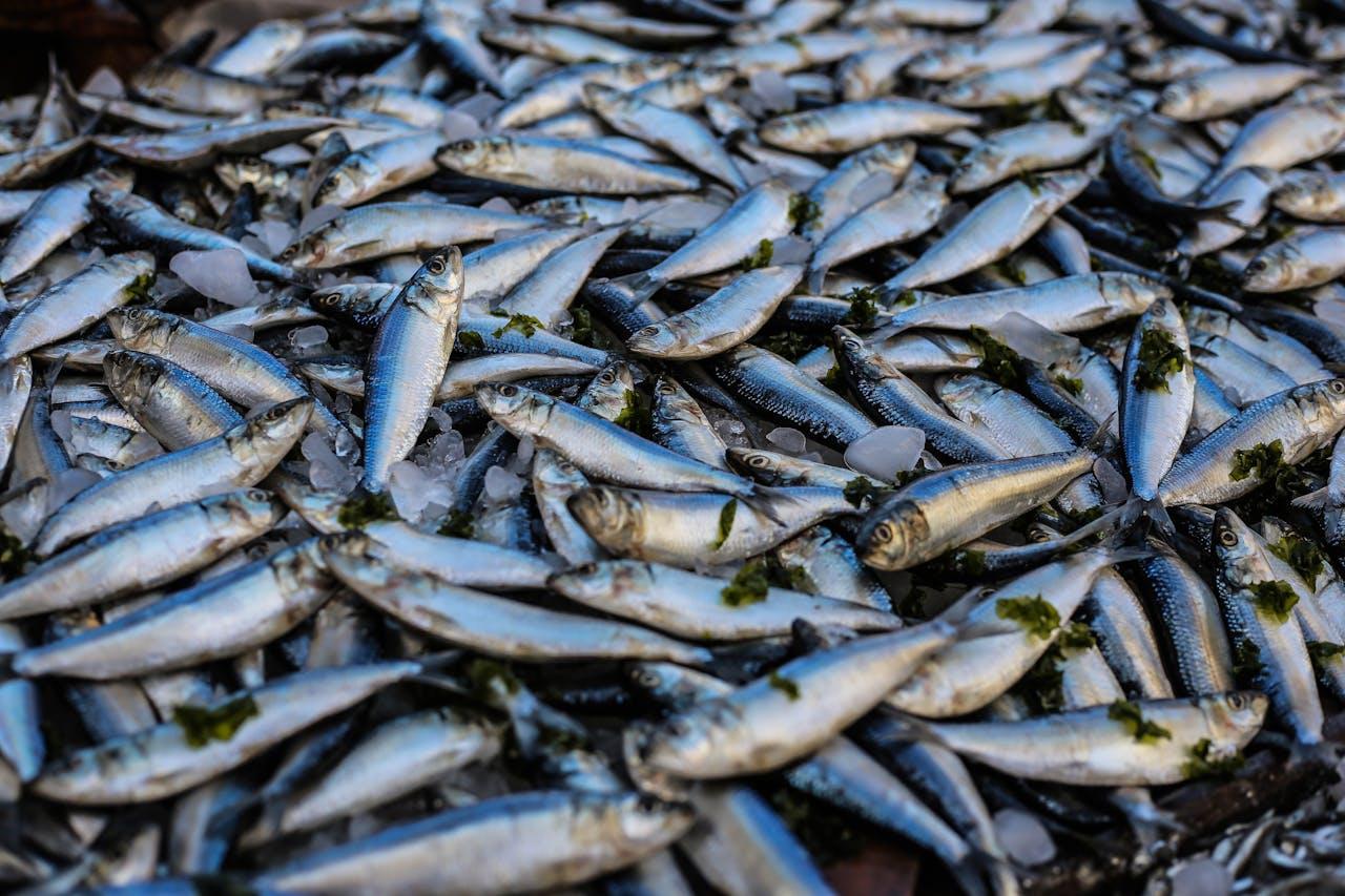Alasan Bagansiapiapi Dijuluki Kota Ikan