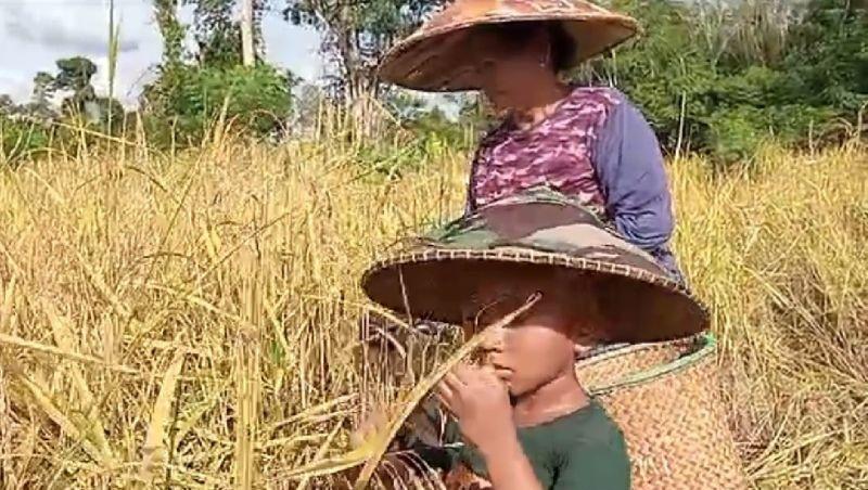 Pantesan, Faktor Ini Bikin BRIN Wanti-Wanti soal Krisis Pangan Kian Nyata