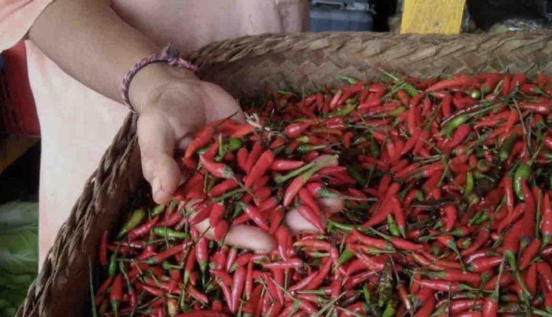 Redam Pedasnya Harga Cabai, Anak Buah Mentan Amran Amankan Pasokan