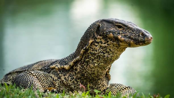 Edan! Tak Hanya Vlogger Spanyol, Biawak Pun Diperkosa di India
