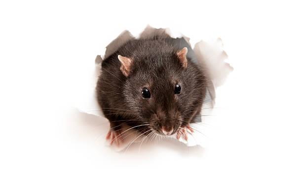 Tikus di AS 'Nge-fly' Usai Konsumsi Ganja Sitaan Polisi