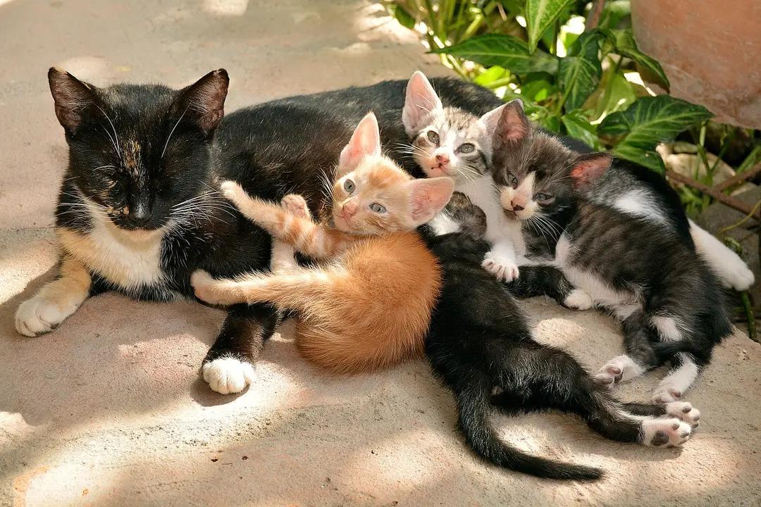 Pemerintah Jepang Larang Warganya Dekati dan Sentuh Kucing Jalanan, Ini Alasannya!