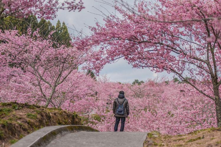 Fakta Menarik Bunga Sakura yang Pohonnya Dirusak Turis Indonesia