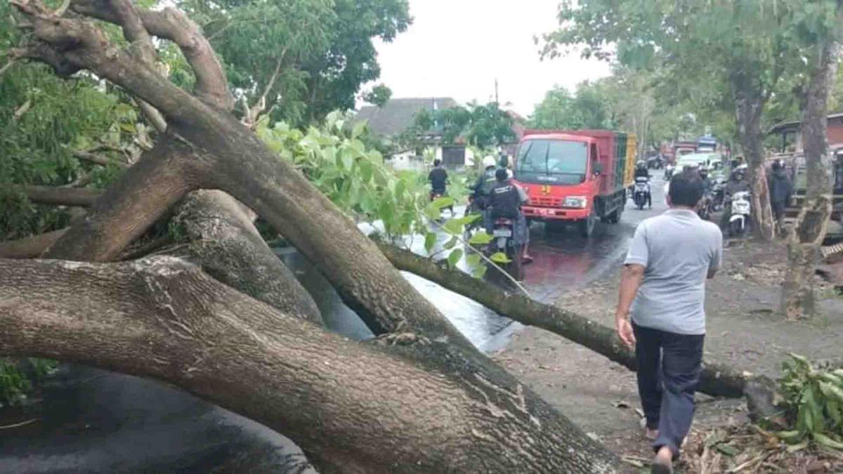 Lalin Jalan Akses UI Arah Margonda Buka Kembali Usai Pohon Tumbang Diangkat