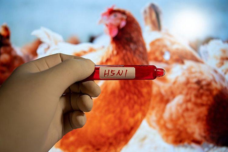 WHO : Flu Burung Berpotensi Jadi Pandemi Berikutnya