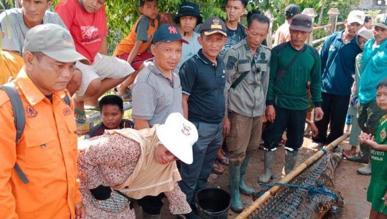 Mangsa Hewan Ternak, Buaya di Ogan Komering Ilir Ditangkap Warga