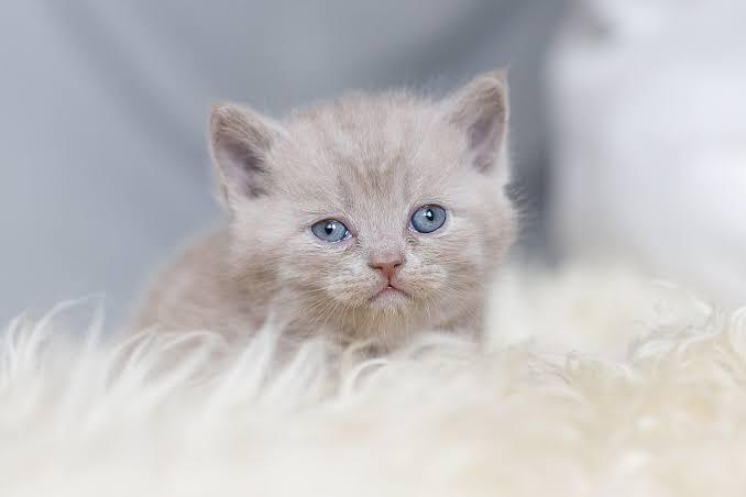 Wow! Kerja Peluk Anak Kucing 4 Jam Sehari Dibayar Rp162 Juta