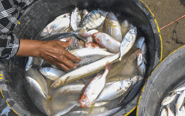 Mengonsumsi Ikan Sarden hingga Teri bisa Cegah 750 Kematian pada 2050