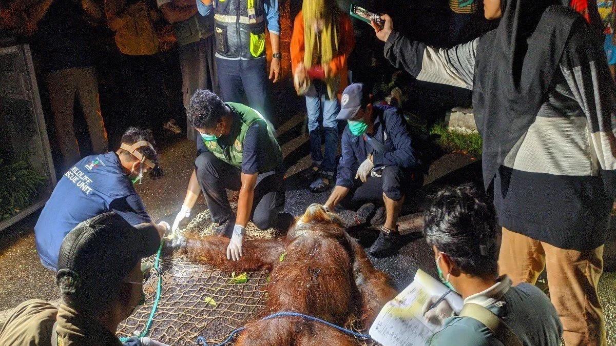 Orang Utan di Kawasan Bandara Sampit Dievakuasi BKSDA