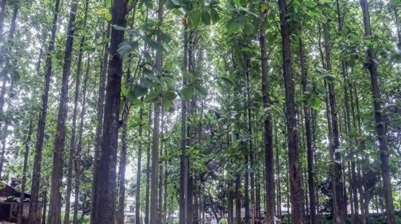 Komisi D DPRD Minta Pemprov DKI Pasang CCTV usai Ditemukan Kondom di RTH