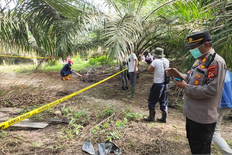 Geger! Mau Memanen, Warga Muba Temukan Kerangka Manusia di Kebun Sawit