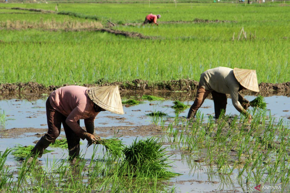 Penurunan Jumlah Petani di Sulawesi Selatan Jadi Perhatian Serius DPR