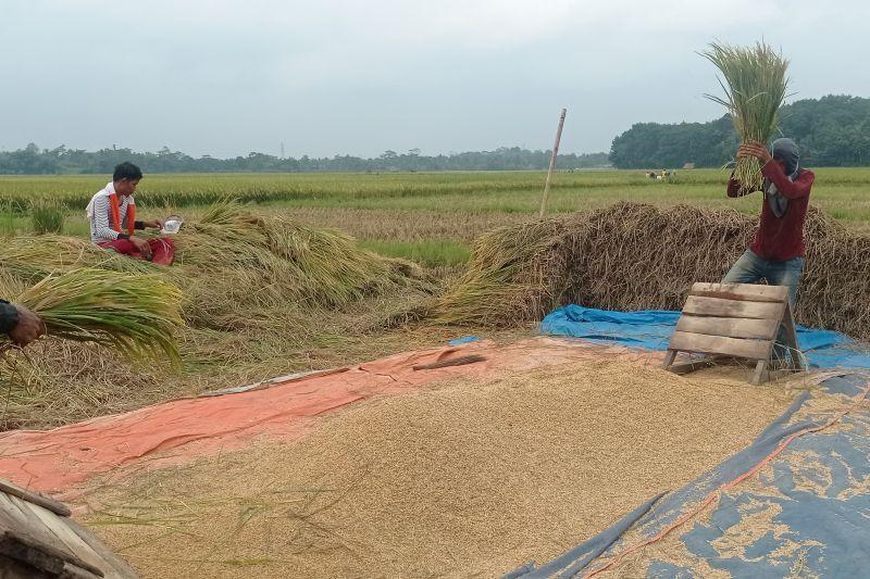 Harga Gabah Basah Rp7 Ribu per Kg Bikin Petani di Lebak Semringah