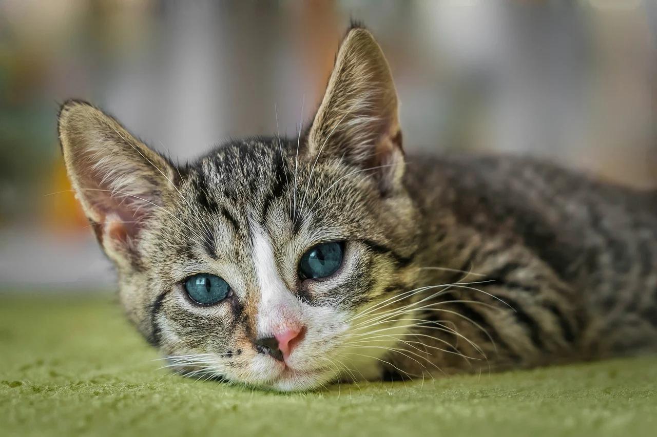 Ternyata Pelihara Kucing Bisa Jaga Kesehatan Jantung, Lho!