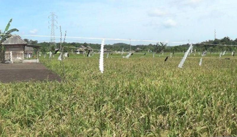 Bangka Selatan Sulap 6 Ribu Hektare Lahan Rawa Jadi Persawahan