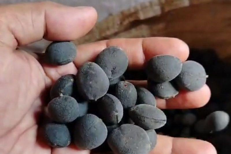 Di Pedalaman Lebak, Petani Badui Mulai Panen Buah Langka Keranji