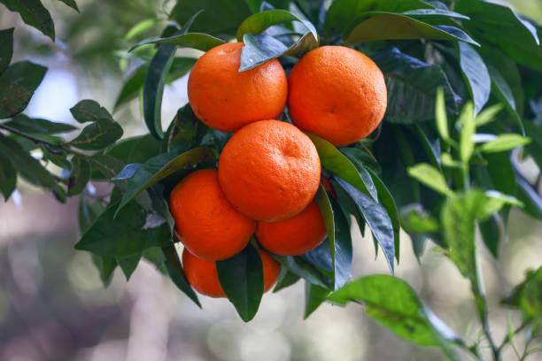 Anak Laki Inggris dapat Gelar "Master Peeler" karena Pecahkan Rekor, Kupas 4 Jeruk dalam 1 Menit