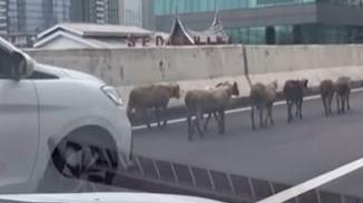 Polisi Evakuasi Kambing Viral Masuk JLNT Casablanca yang Sebabkan Macet