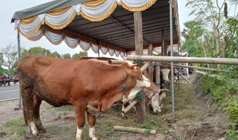 10 Sapi dari Bantul Masuk Kriteria Hewan Kurban Jokowi