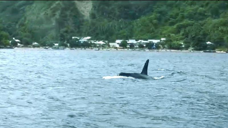 Paus Orca Muncul, Hius Paus Viral di Botubarani Gorontalo Hilang