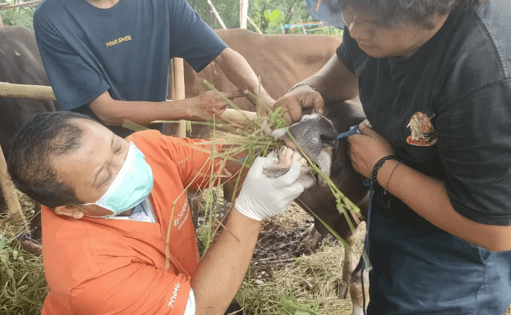 Sudin KPKP Imbau Warga Periksa Sertifikat Sehat Sebelum Beli Hewan Kurban