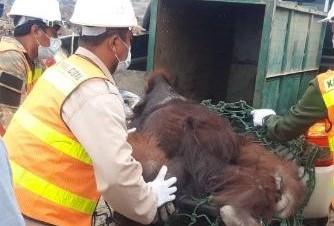 Keberadaan Orang Utan, Salah Satu Bukti Keberhasilan Reklamasi KPC