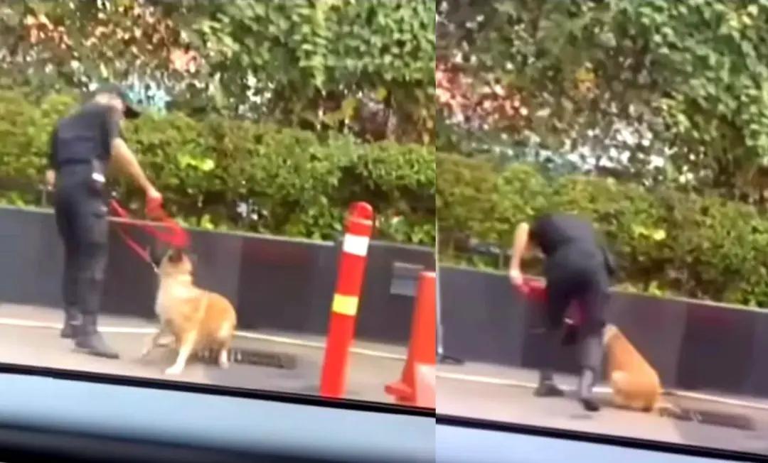 Begini Kondisi Anjing yang Dianiaya Sekuriti di Plaza Indonesia