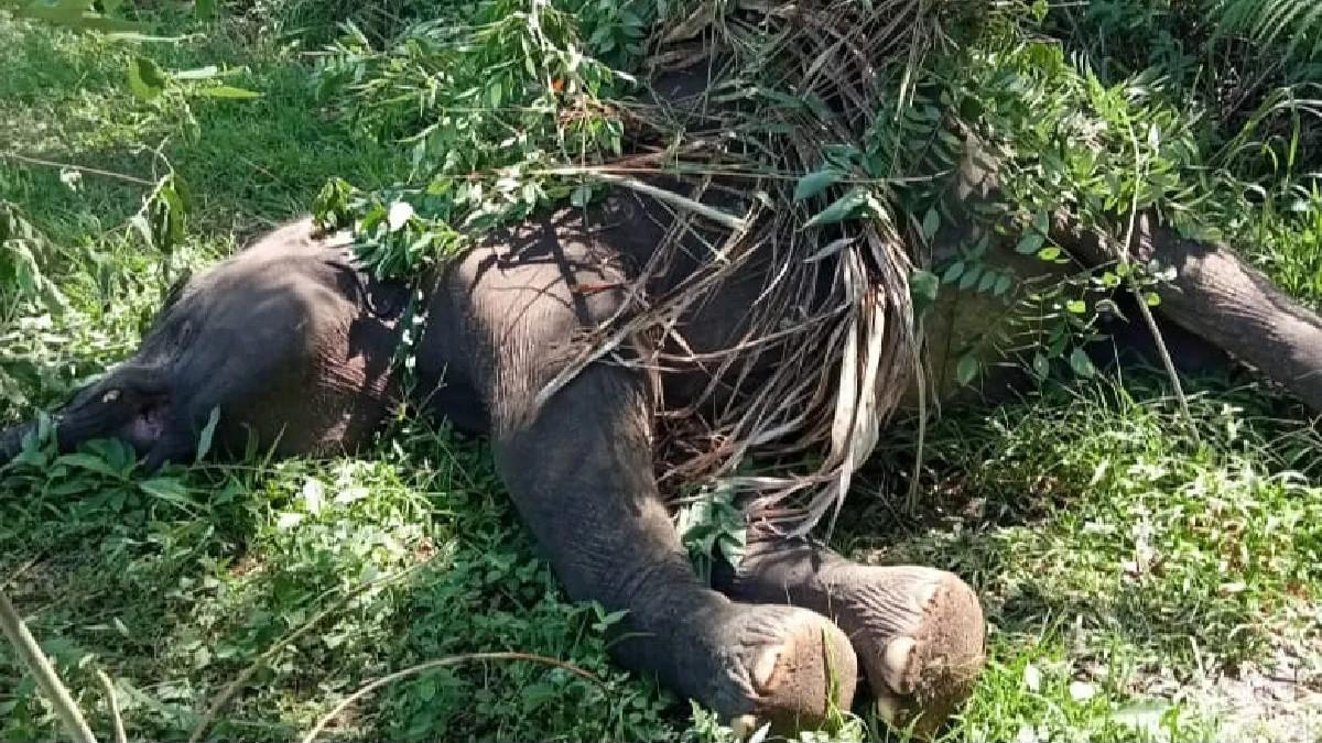 Gajah Sumatera di Aceh Tengah Ditemukan Mati Diduga Tersengat Listri