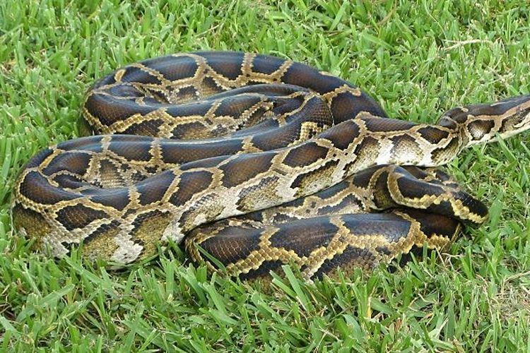 Geger! Suami di Sulsel Temukan Istrinya Ditelan Ular Piton 5 Meter