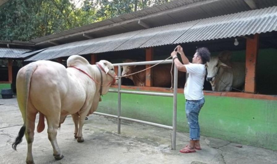 Jokowi Beli Sapi Kurban Milik Peternak Zuli di Pleret Bantul