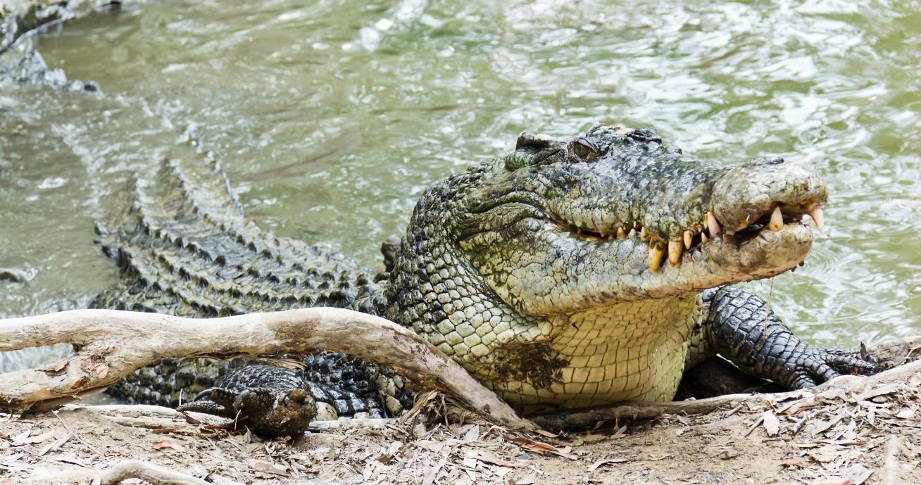 Pria di Sumbar Tewas Diterkam Buaya Terseret 6 Jam ke Dasar Sungai