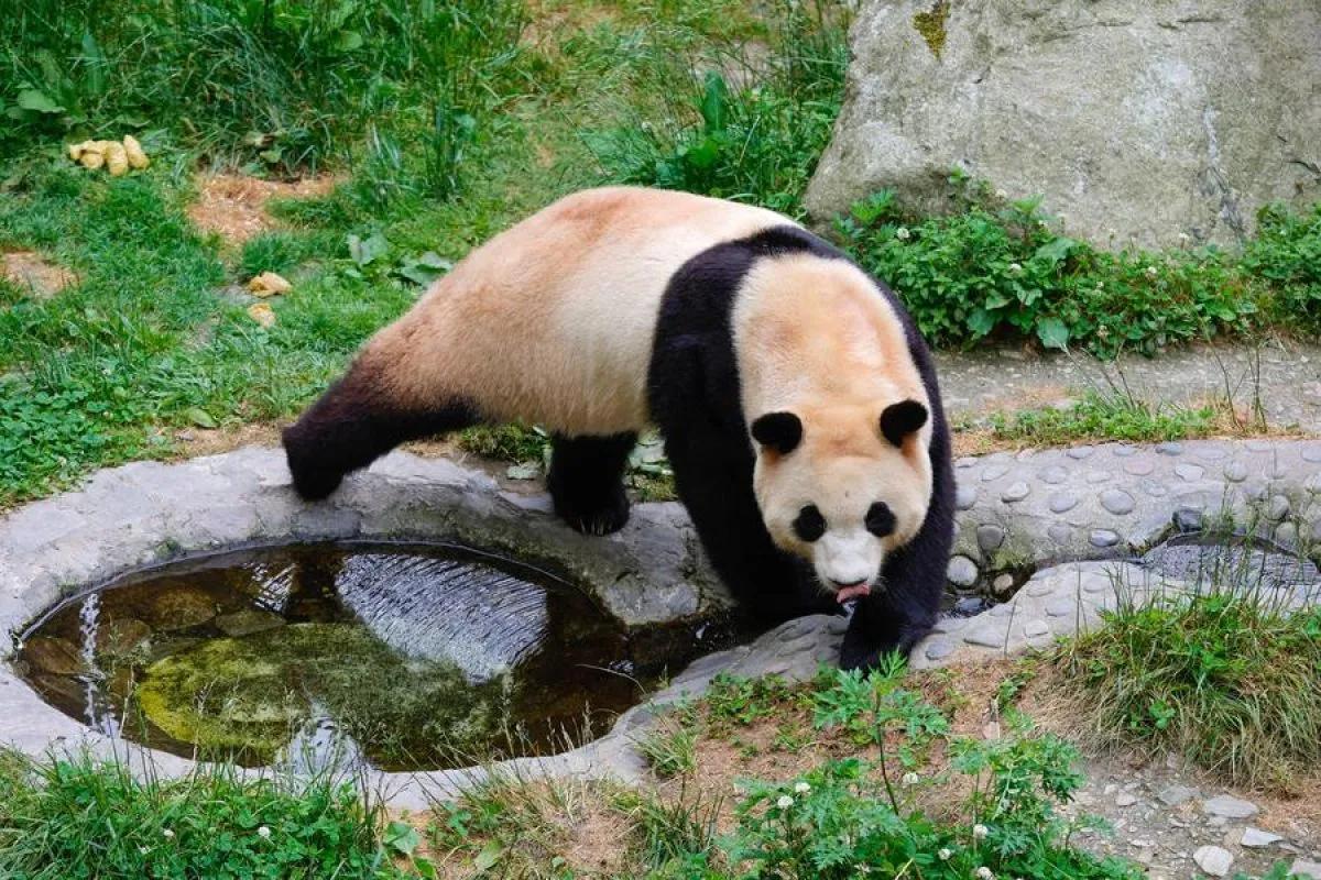 Panda Raksasa Fu Bao Sapa Publik di China