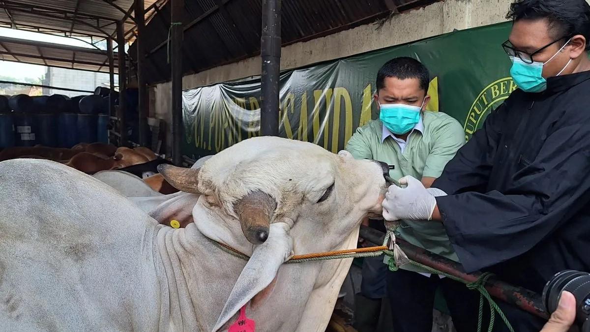 Pemkot Depok Temukan Hewan Kurban Sakit dan Belum Cukup Umur