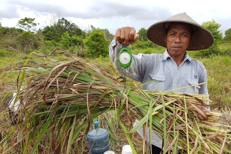 Lewat Budidaya Serai Wangi, Anak Usaha BUMI Berdayakan Masyarakat