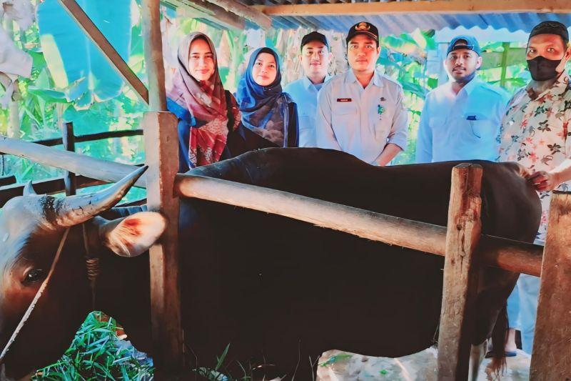Jokowi Kurban 2 Ekor Sapi di Kepri