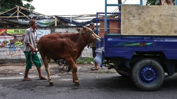 Pentingnya Pemotongan Hewan Kurban dengan Ihsan