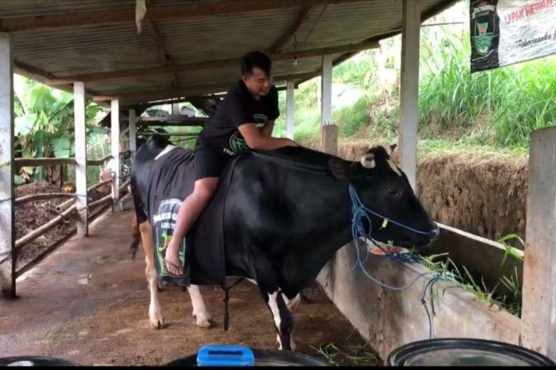 Warga Ponorogo Bangga 2 Sapi Peliharaannya Dibeli SBY untuk Kurban