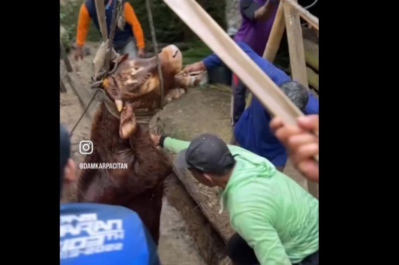 Dramatis! Evakuasi Sapi Limosin Tercebur ke Sumur 6 Meter di Pacitan
