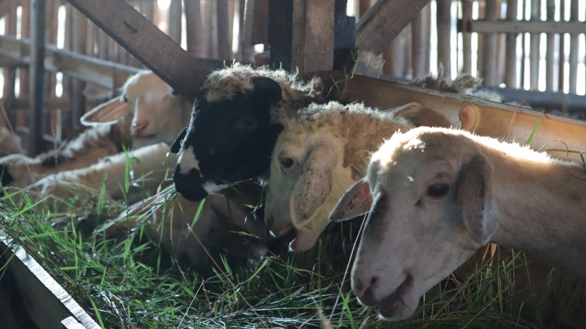 Bukan Hanya Orang Miskin, Golongan Ini Juga Berhak Terima Daging Kurban