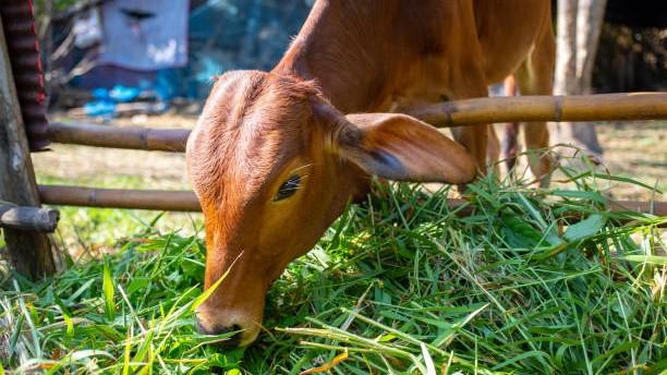 Maling di Banyuwangi Tinggalkan Sapi Curiannya gegara Dikepung Warga