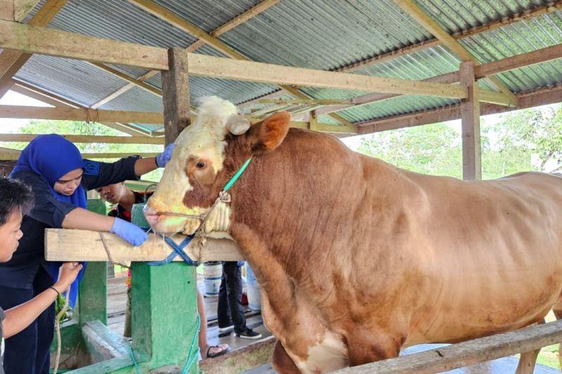 Kisah Turbo, Sapi Kurban Jokowi di Bone Milik Anggota TNI