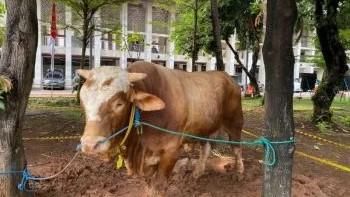 Sapi Sumbangan Jokowi-Gibran di Masjid Istiqlal Berbobot Lebih dari 1 Ton
