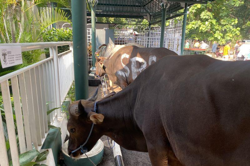 Masjid Sunda Kelapa Salurkan 4 Ribu Kantong Daging Kurban, Ada Sapi dari Wapres