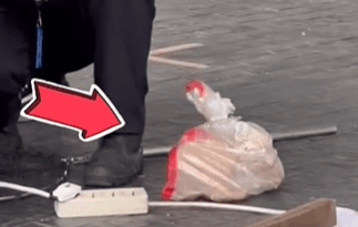 Pengelola GBK Angkat Bicara soal Petugas yang Masukkan Kucing Liar ke Kantong Plastik