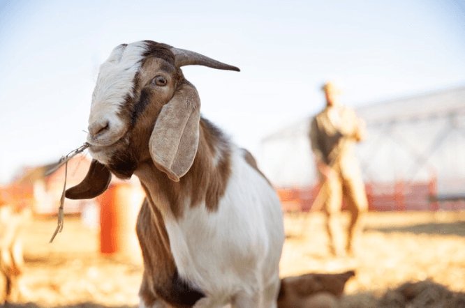 7 Ekor Kambing Warga Cilodong Depok Dicuri, 3 Ekor Tinggal Jeroan
