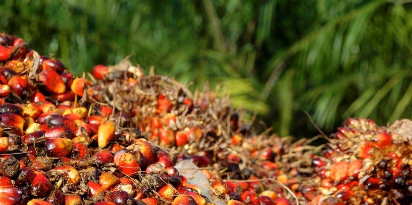 Jokowi dan Polri Diminta Tertibkan Pabrik Sawit Tanpa Kebun