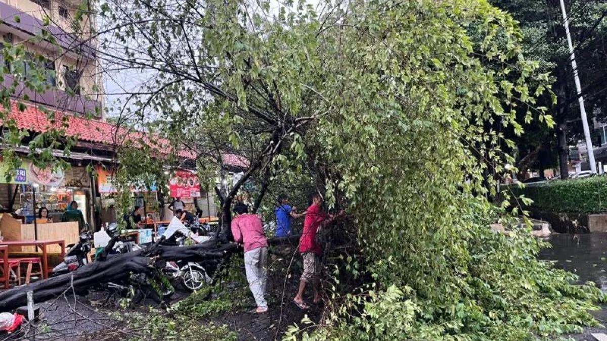 6 Pohon Tumbang di Jakarta gegara Hujan Deras Disertai Angin Kencang